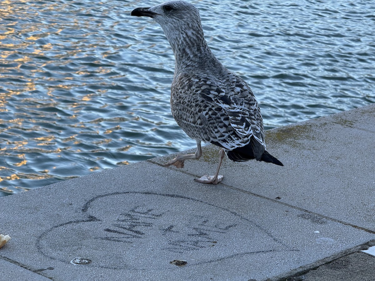 Yellow-legged Gull - ML645594992