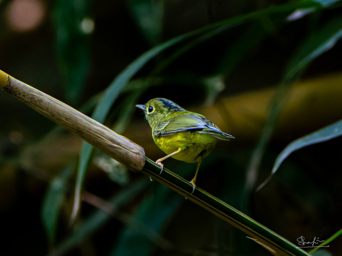 Whistler's Warbler - ML645594997