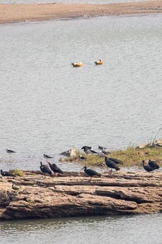 Zankaluze eurasiarra - ML645595002