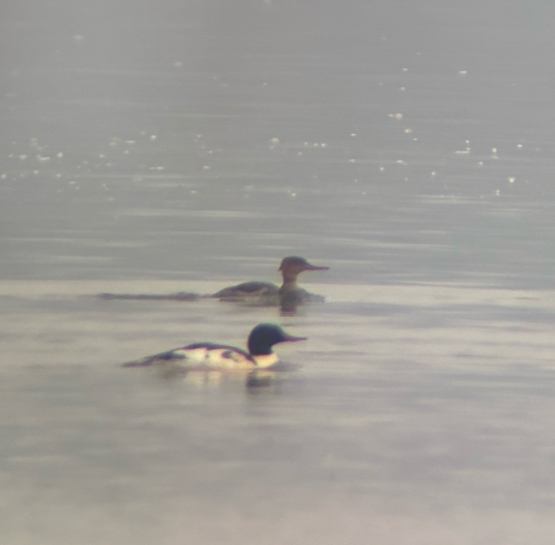 Harle huppé - ML645595003