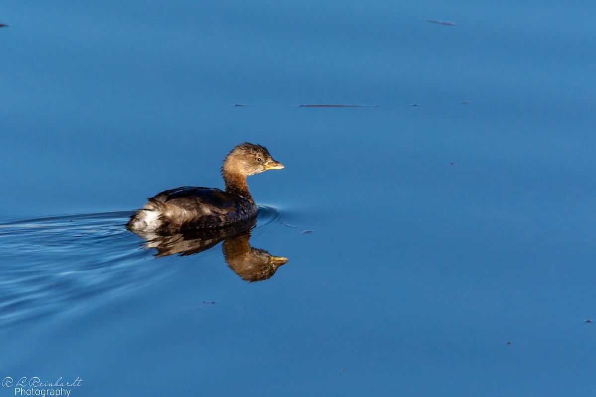 Pied-billed Grebe - ML645595021