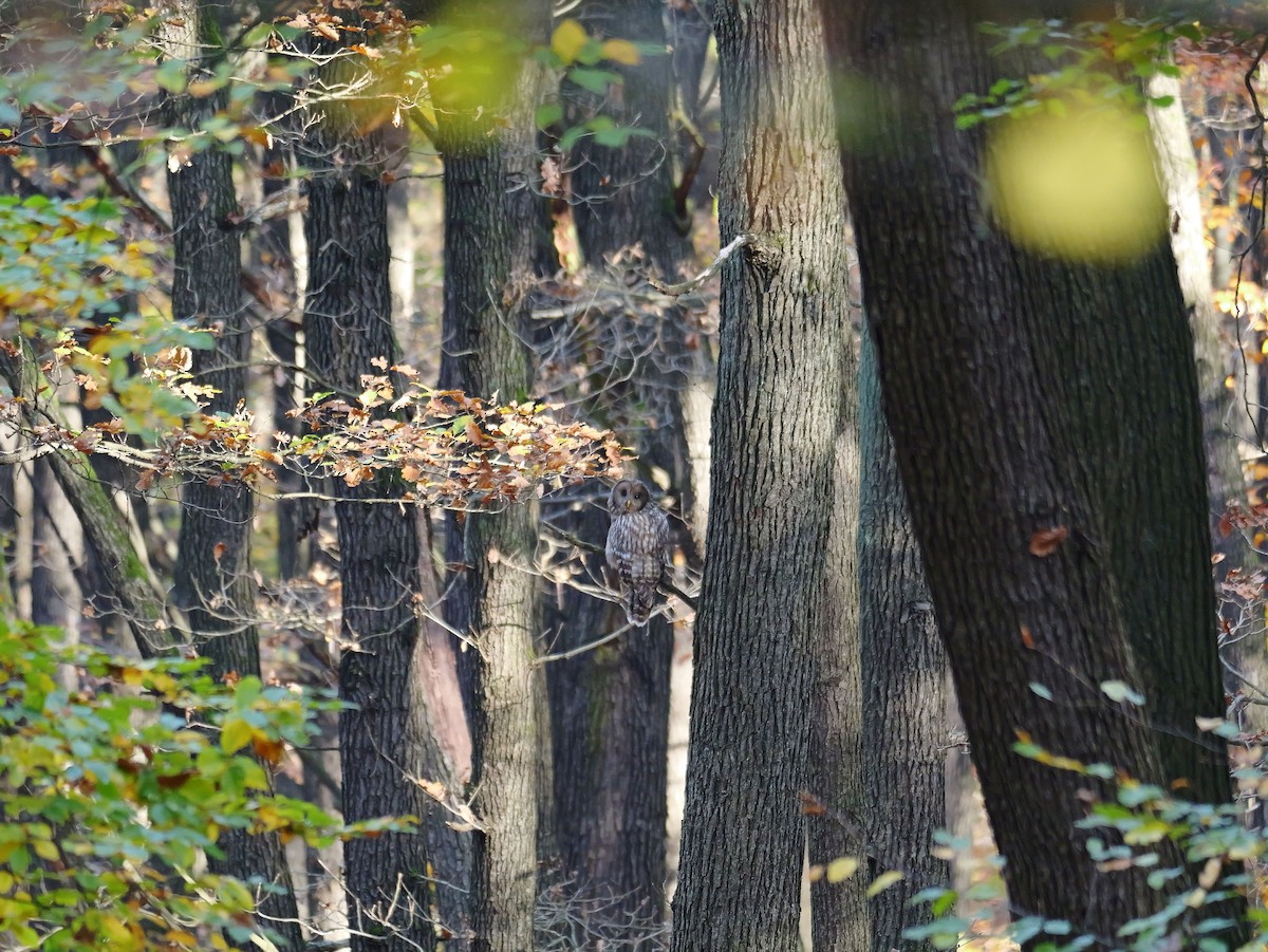 Ural Owl - ML645595030