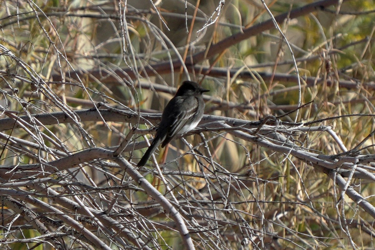 Black Phoebe - ML645595051