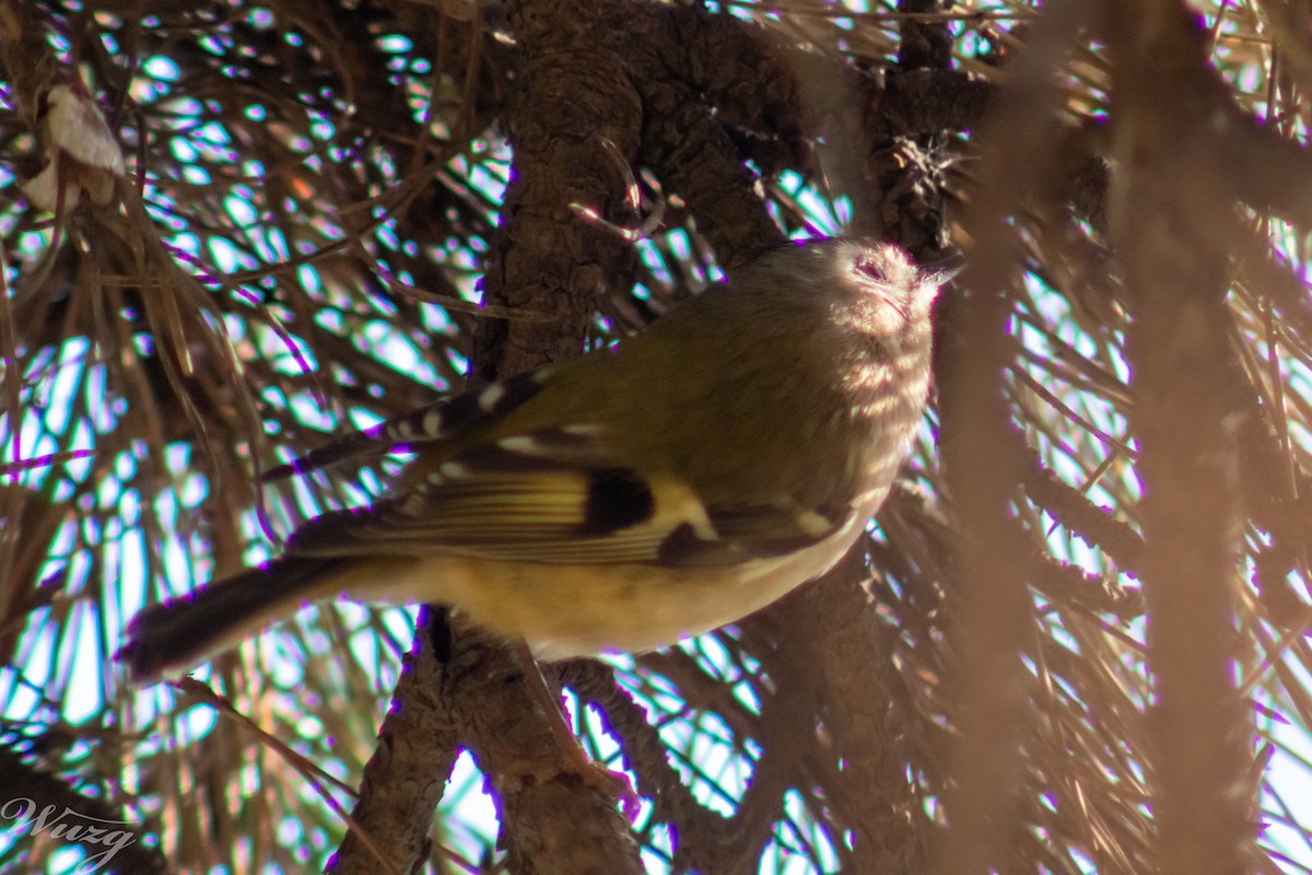 戴菊鳥 - ML645595071