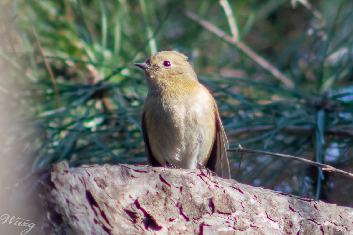 鏽胸藍姬鶲 - ML645595073
