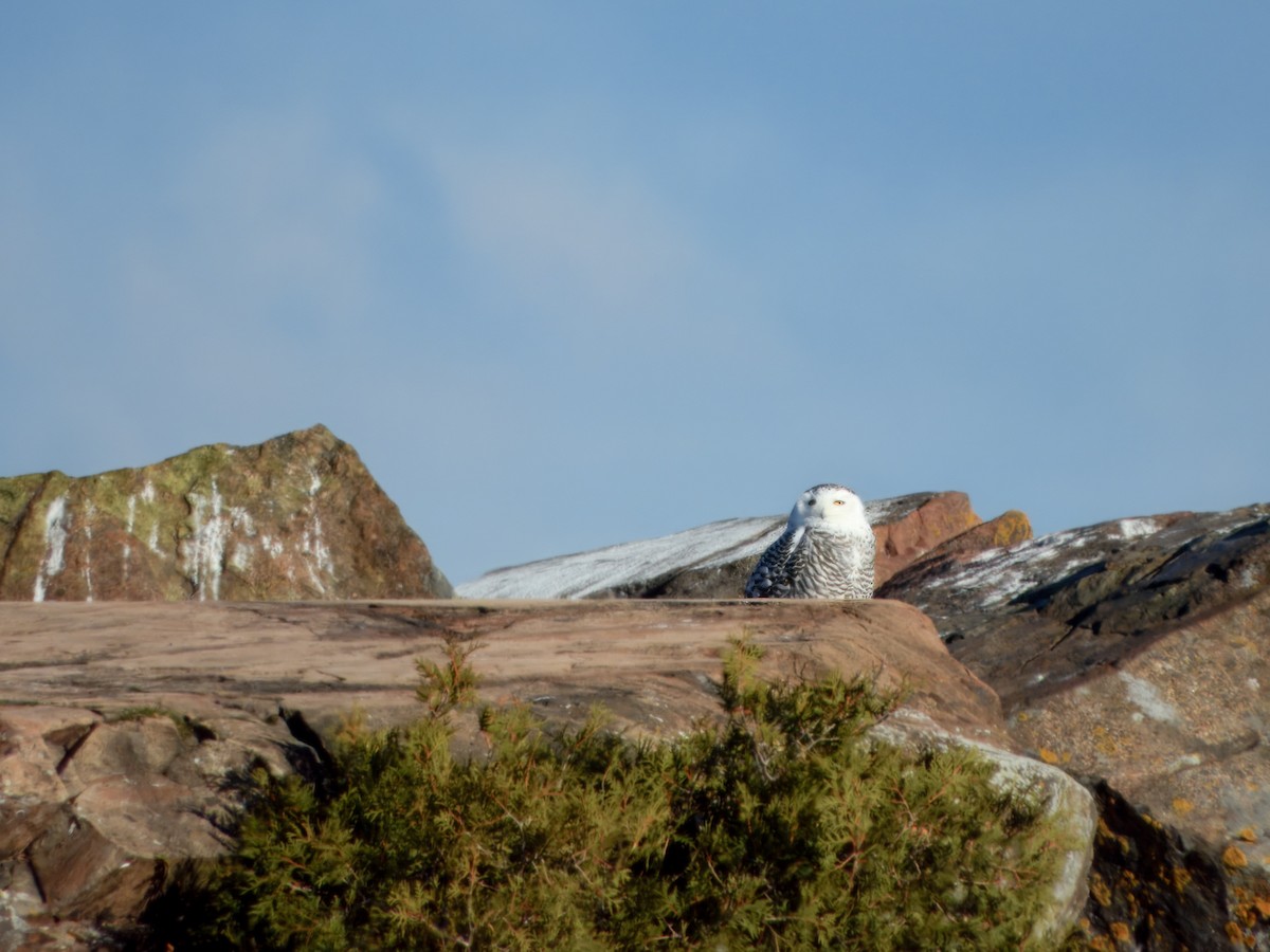 Snowy Owl - ML645595079