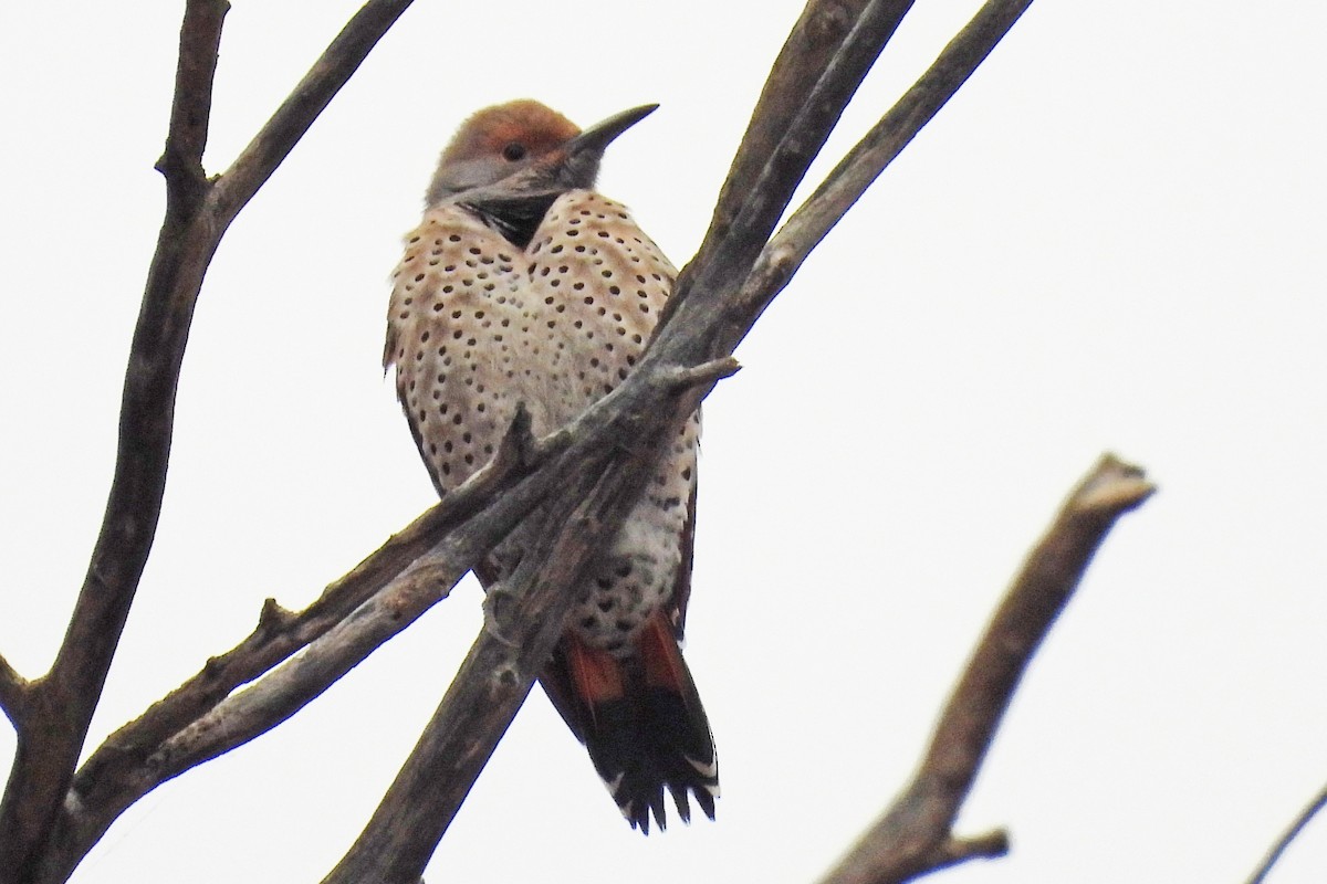 Northern Flicker - ML645595082