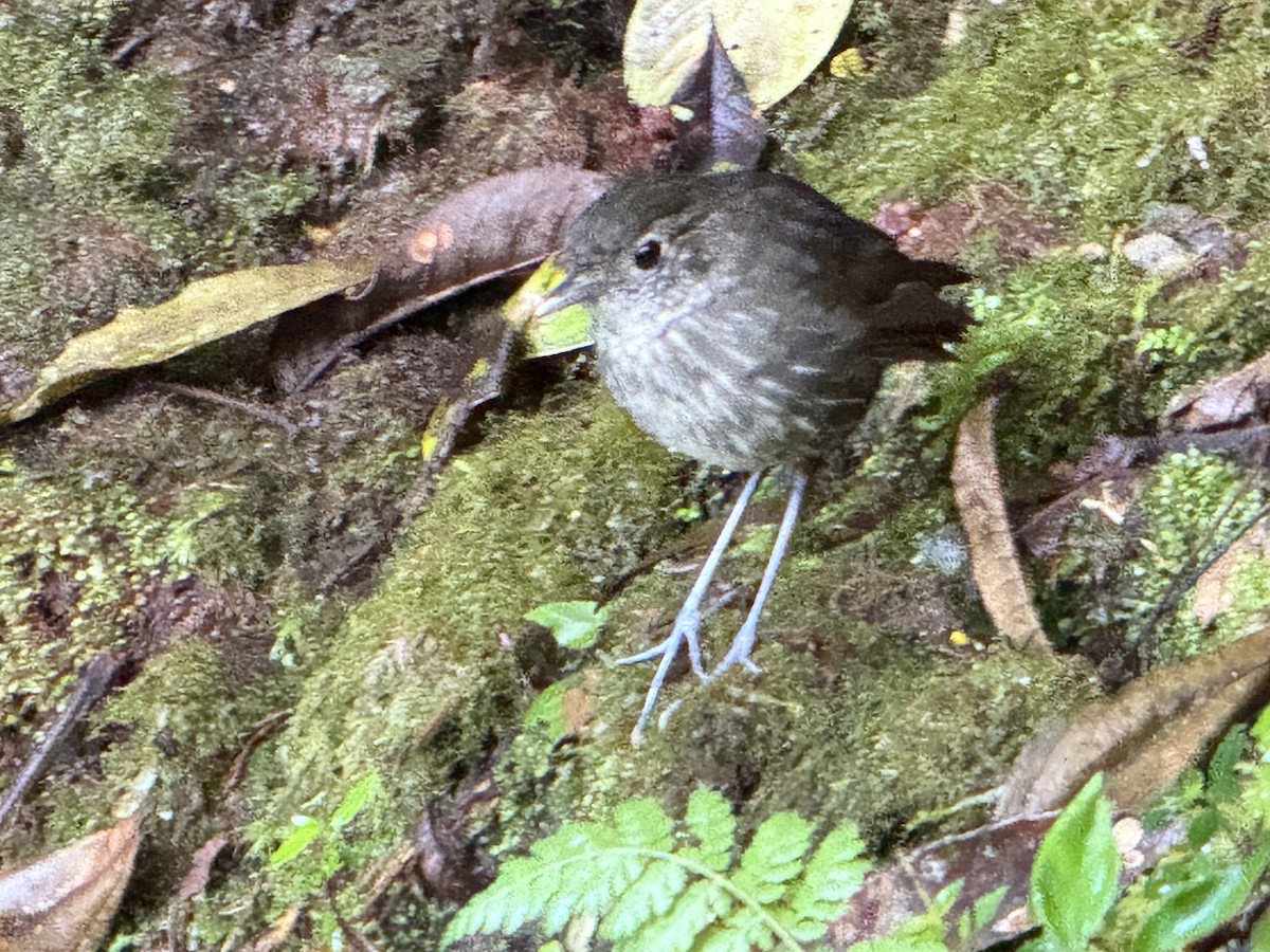 Cundinamarca Antpitta - ML645595091