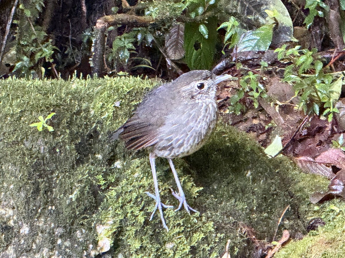 Cundinamarca Antpitta - ML645595092