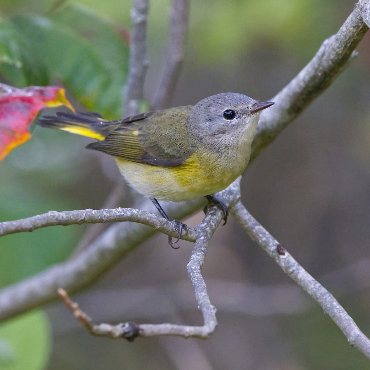 American Redstart - ML645595098