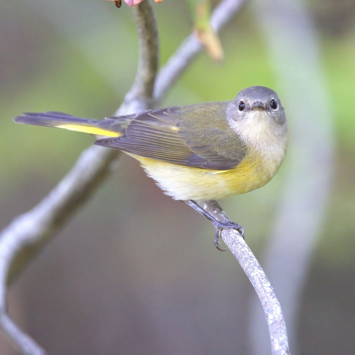 American Redstart - ML645595099