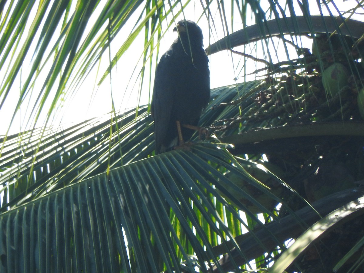 Great Black Hawk - ML645595106