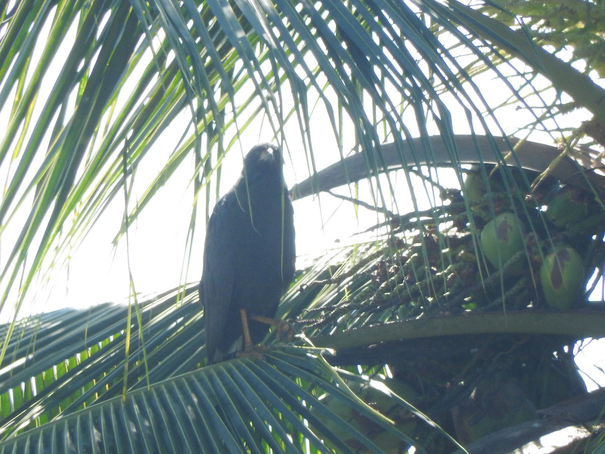 Great Black Hawk - ML645595107