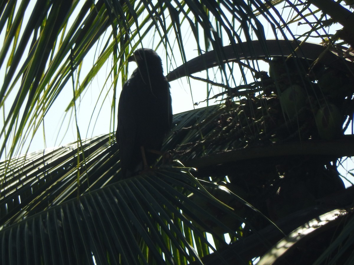 Great Black Hawk - ML645595108