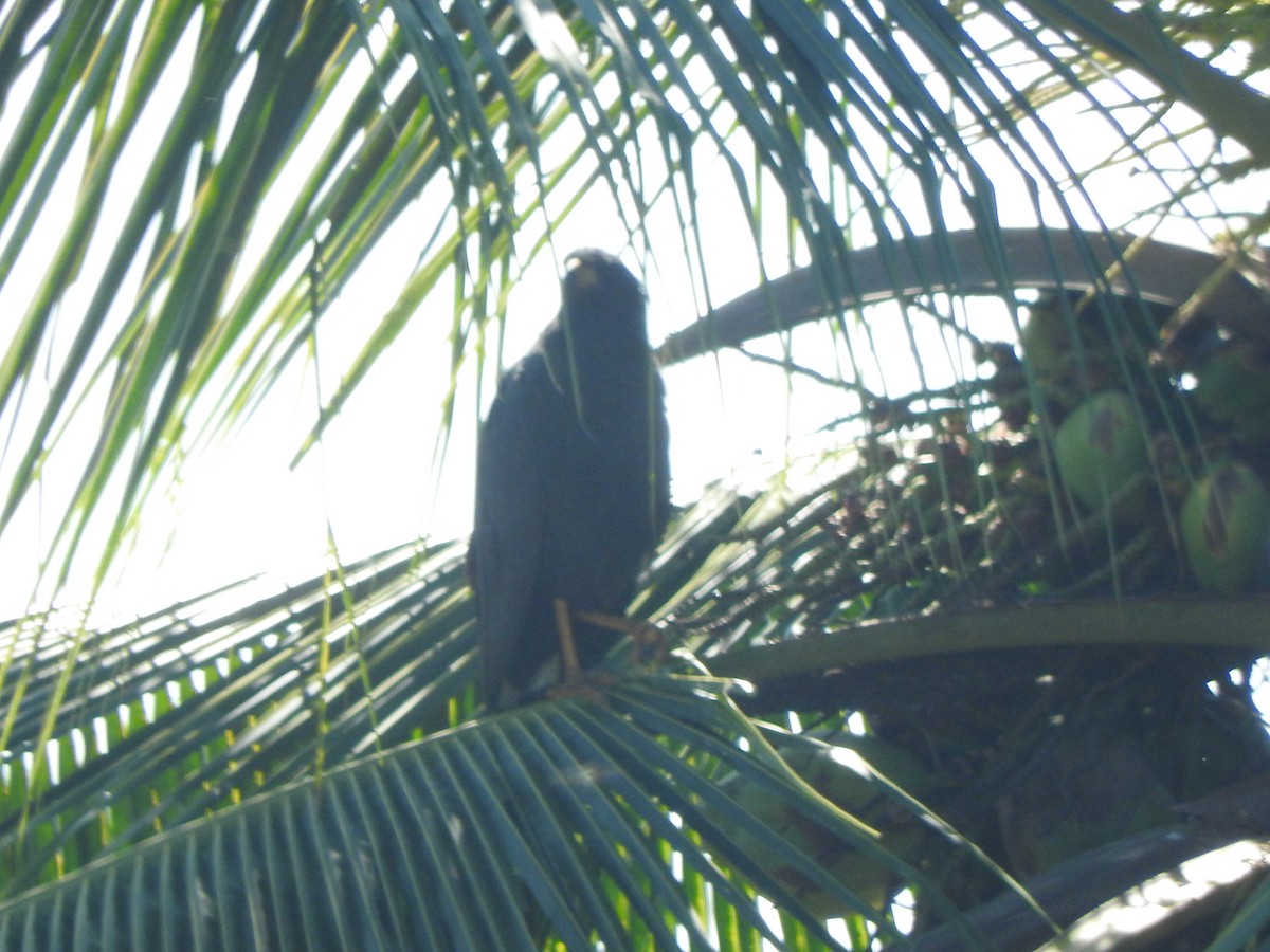 Great Black Hawk - ML645595109