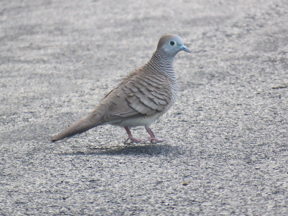 Zebra Dove - ML645595111