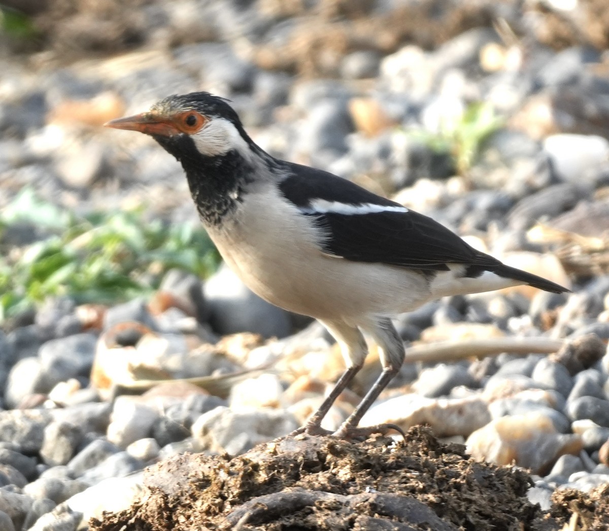 Indian Pied Starling - ML645595115