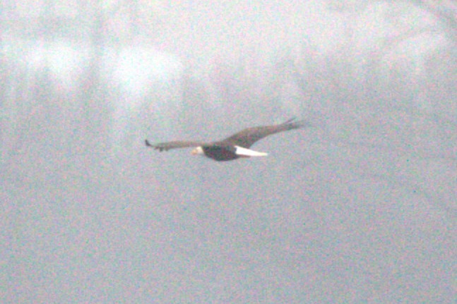 Bald Eagle - ML645595116