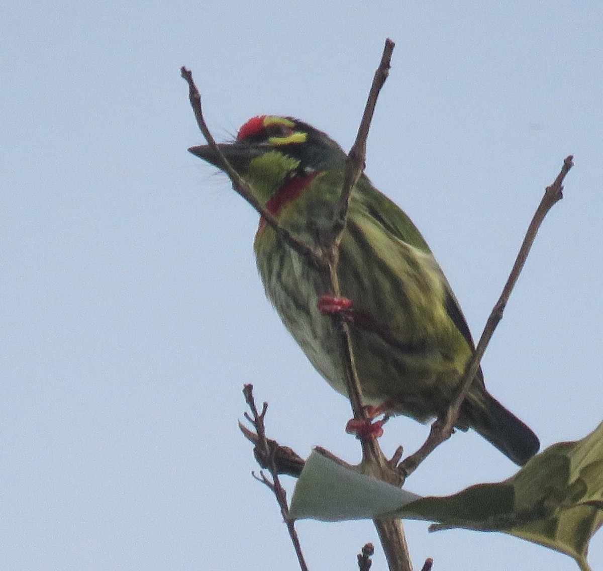 Coppersmith Barbet (Philippine Yellow-faced) - ML645595117