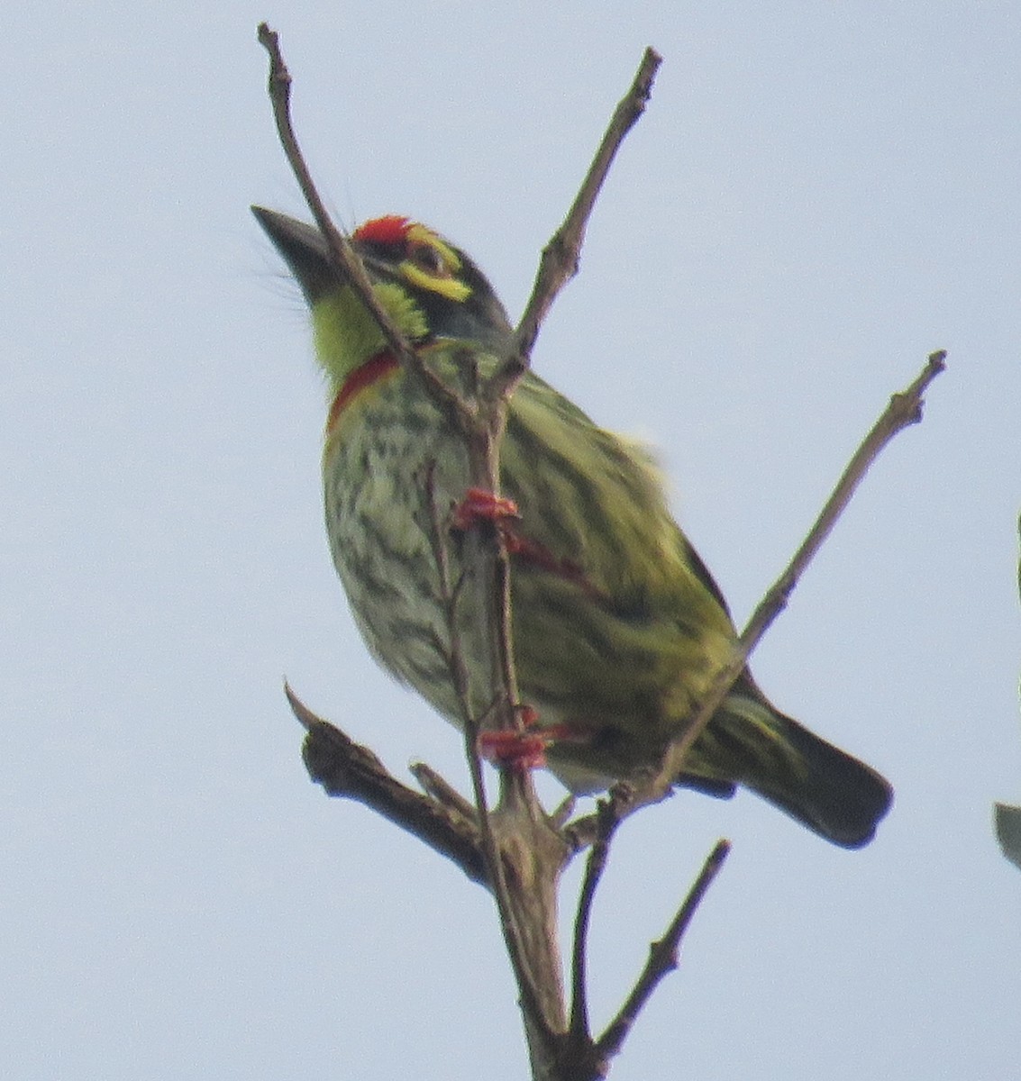 Coppersmith Barbet (Philippine Yellow-faced) - ML645595118