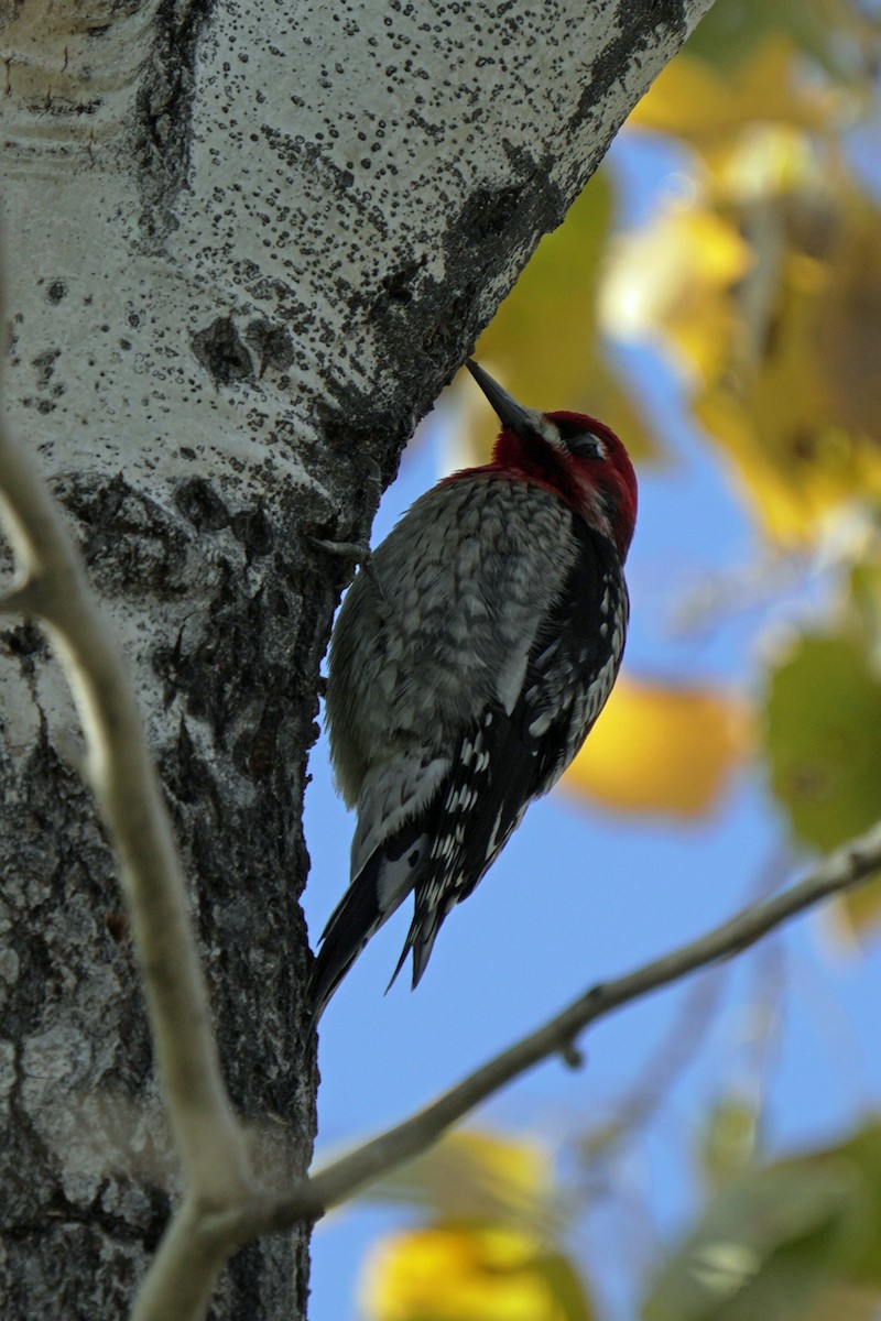 Red-breasted Sapsucker - ML645595133