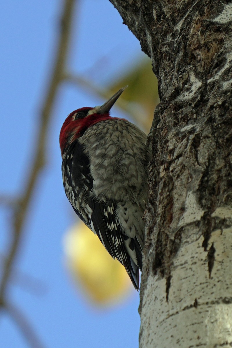 Red-breasted Sapsucker - ML645595134
