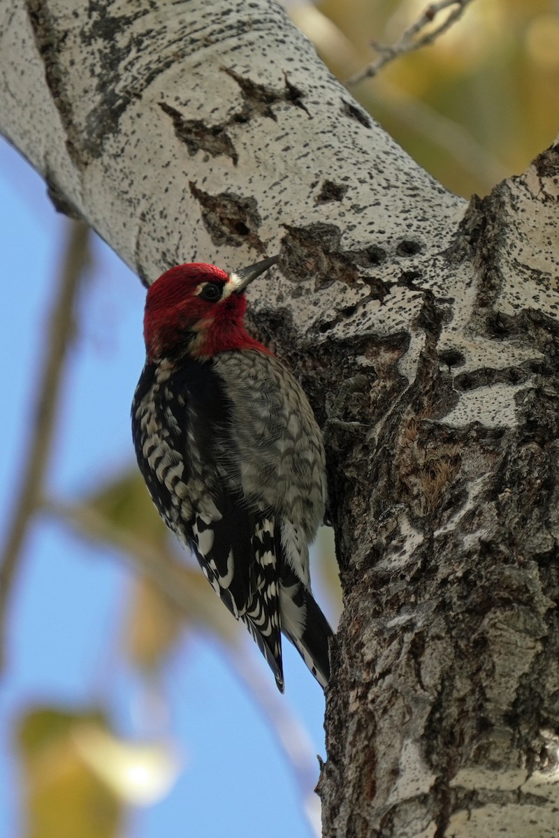 Red-breasted Sapsucker - ML645595141