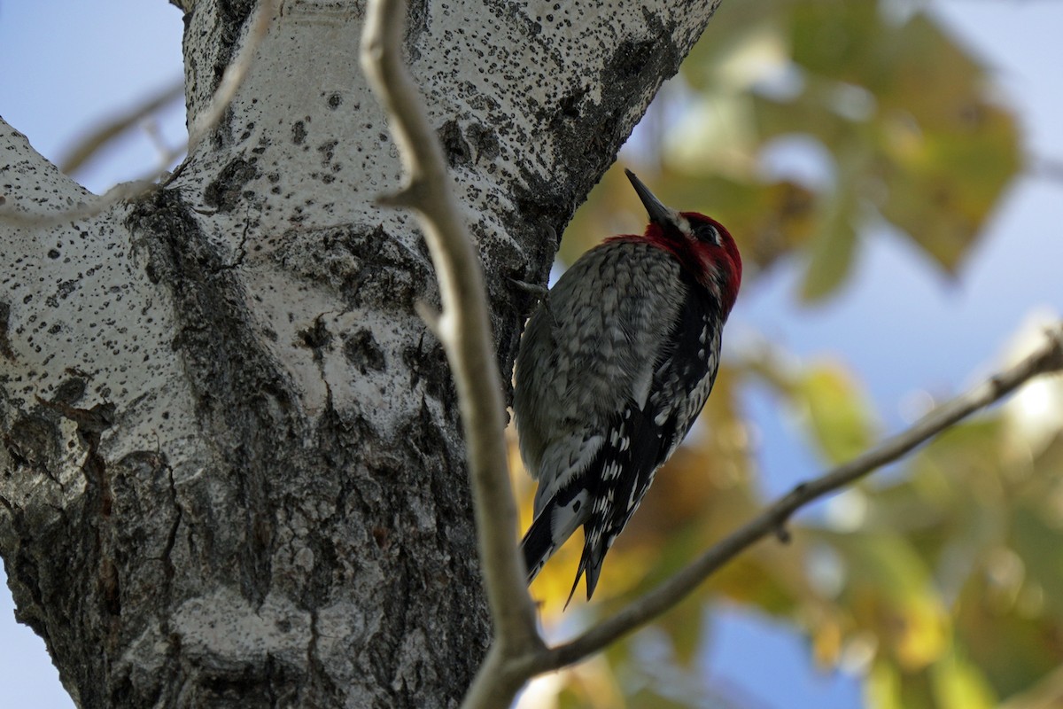 Red-breasted Sapsucker - ML645595143
