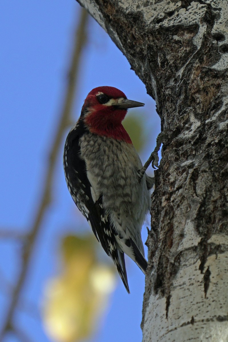 Red-breasted Sapsucker - ML645595145