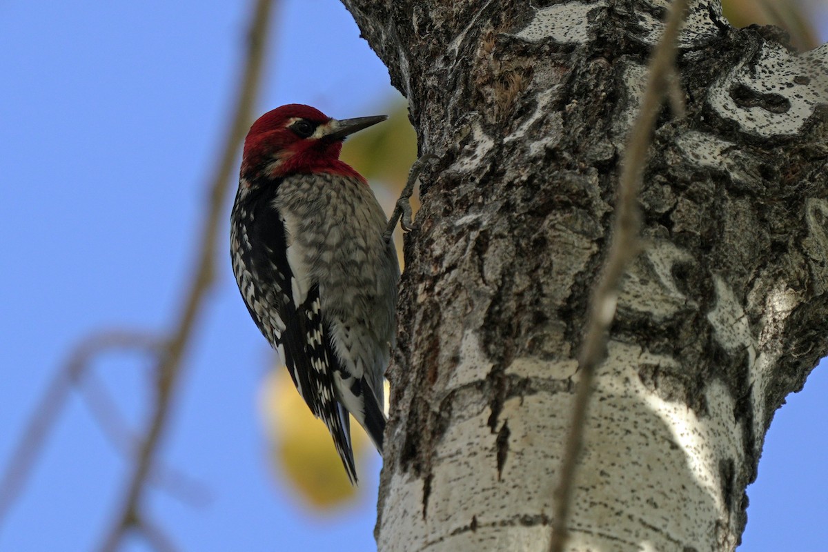 Red-breasted Sapsucker - ML645595147