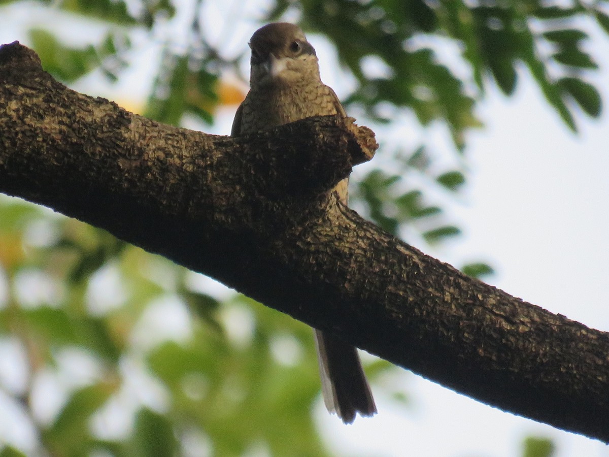 Brown Shrike - ML645595149