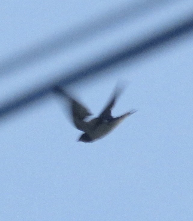 Barn Swallow - ML645595151