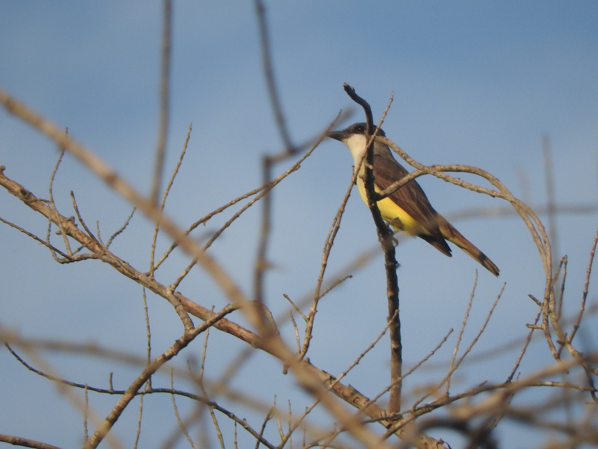 Thick-billed Kingbird - ML645595154
