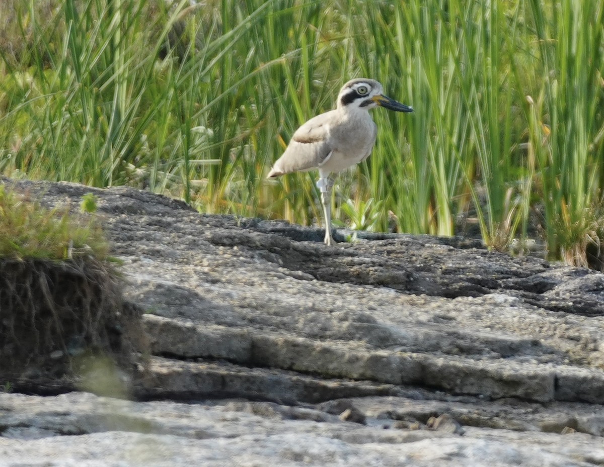 Great Thick-knee - ML645595164
