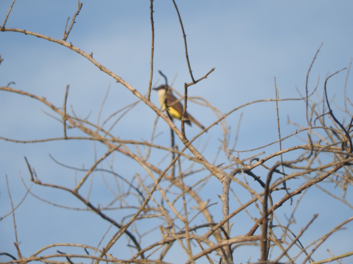 Thick-billed Kingbird - ML645595169
