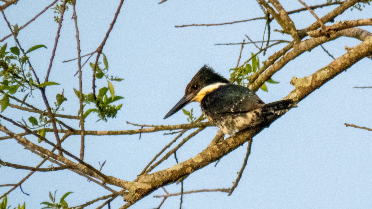 Amazon Kingfisher - ML645595189