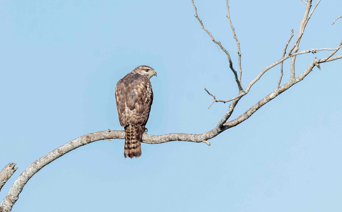 Gray Hawk - ML645595201