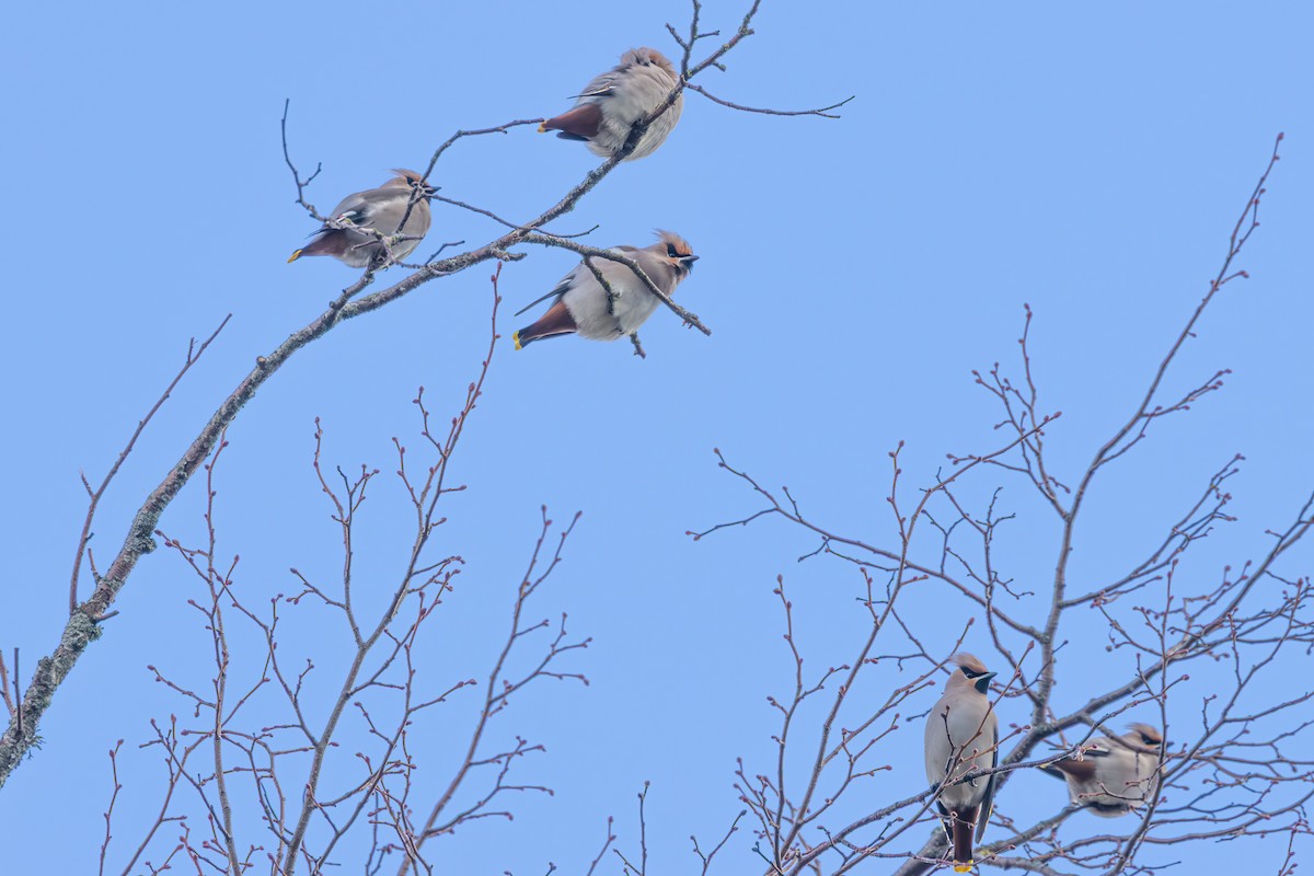 Bohemian Waxwing - ML645595202