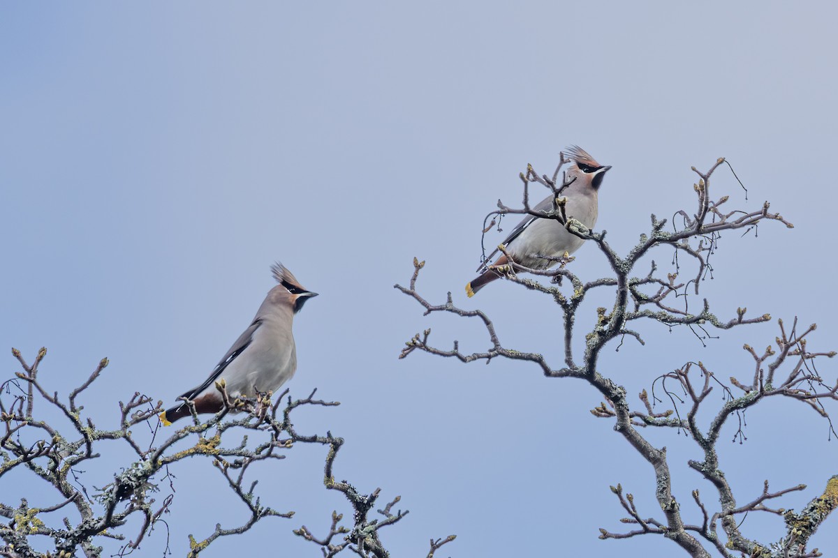 Bohemian Waxwing - ML645595203