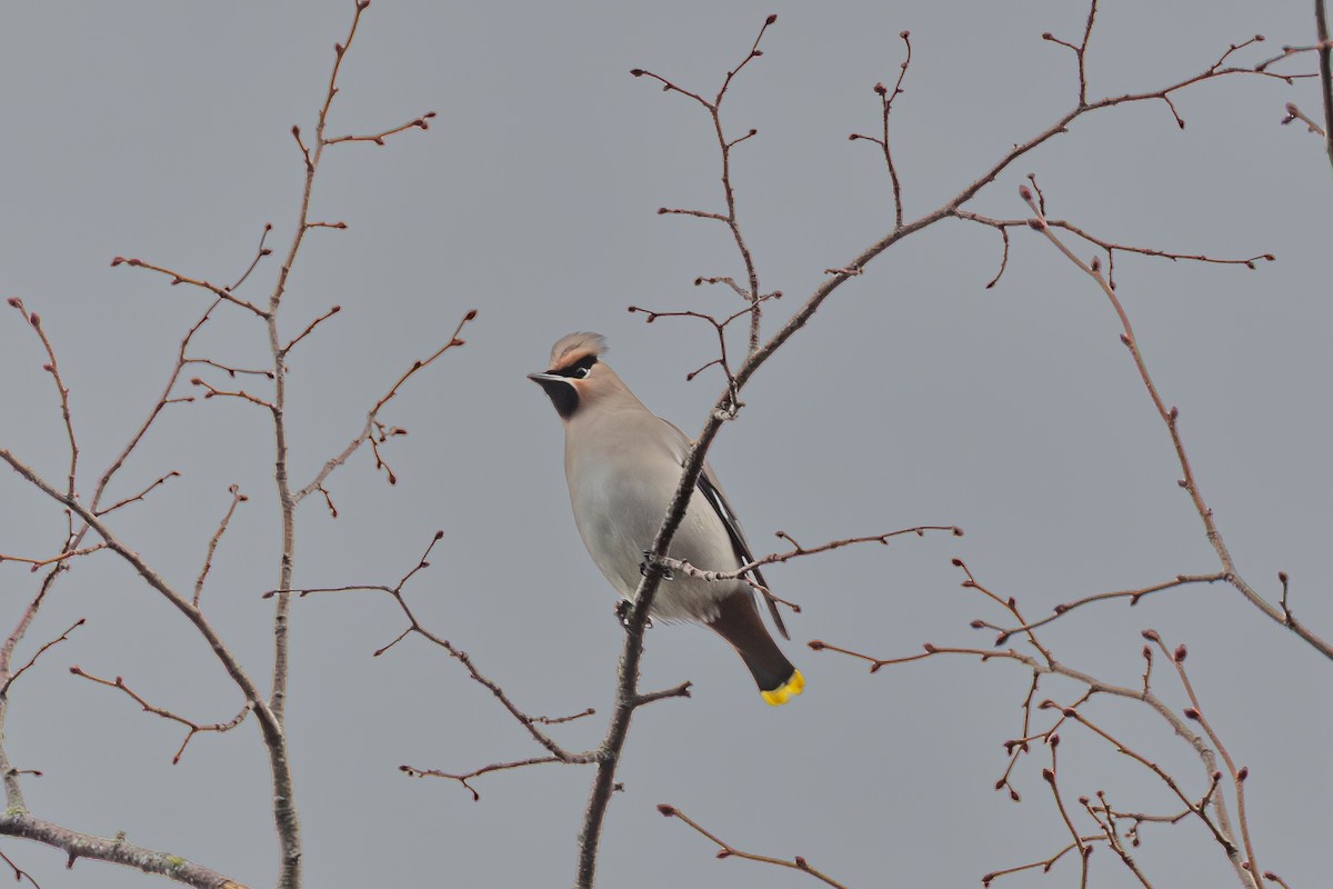 Bohemian Waxwing - ML645595205