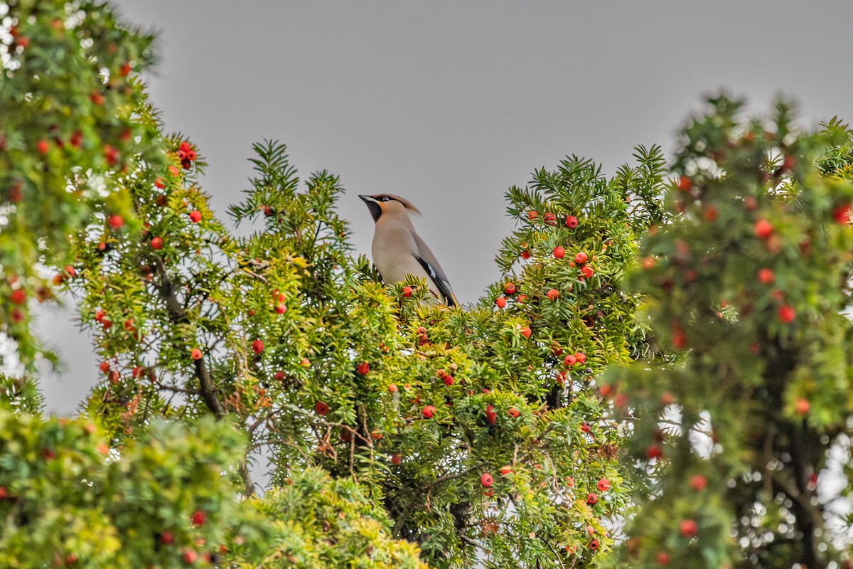 Bohemian Waxwing - ML645595206