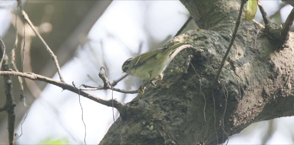 Blyth's Leaf Warbler - ML645595209