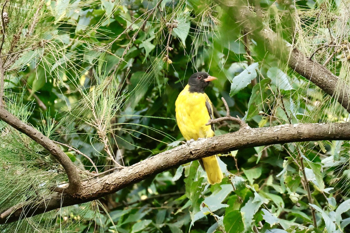 Ethiopian Black-headed Oriole - ML645595210
