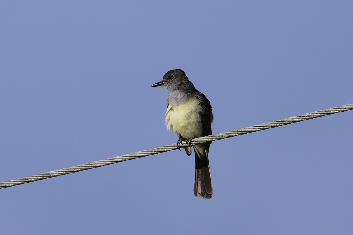 Short-crested Flycatcher - ML645595212