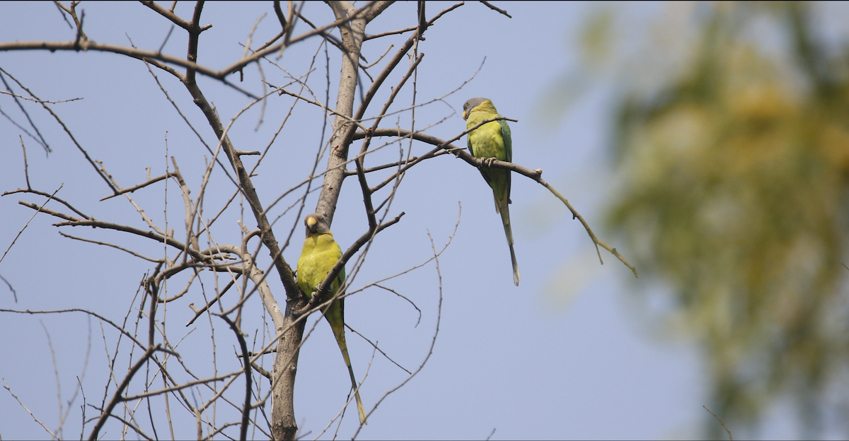 Plum-headed Parakeet - ML645595213