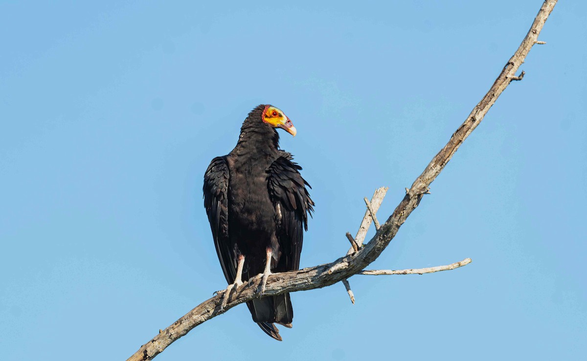 Lesser Yellow-headed Vulture - ML645595214