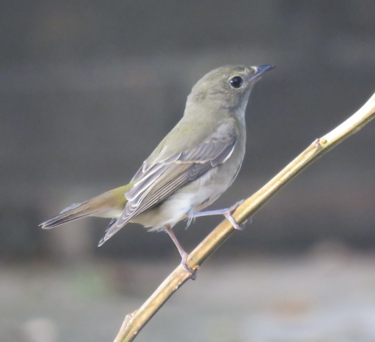 Narcissus Flycatcher - ML645595218