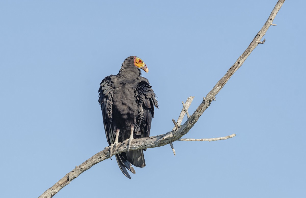 Lesser Yellow-headed Vulture - ML645595219