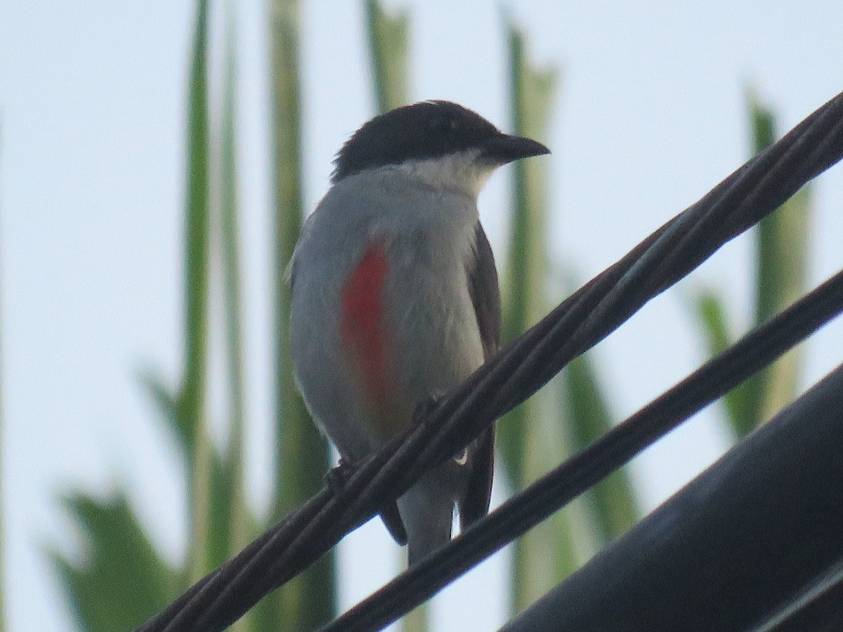 Red-keeled Flowerpecker - ML645595221