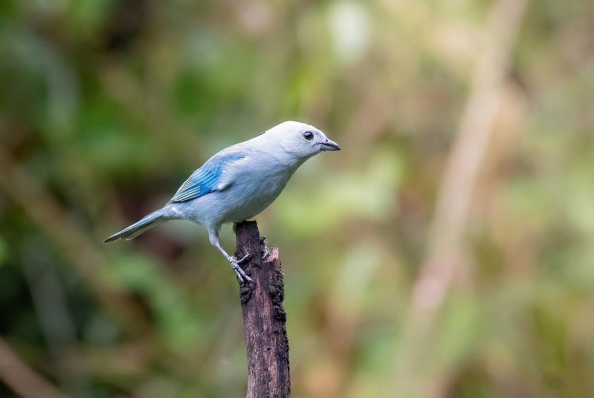 Blue-gray Tanager - ML645595222